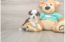 Fluffy Mini Aussiedoodle Poodle Mix Pup