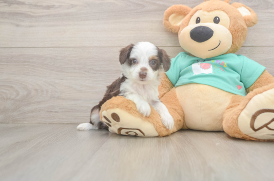 Fluffy Mini Aussiedoodle Poodle Mix Pup