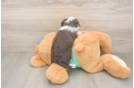 Friendly Mini Aussiedoodle Baby