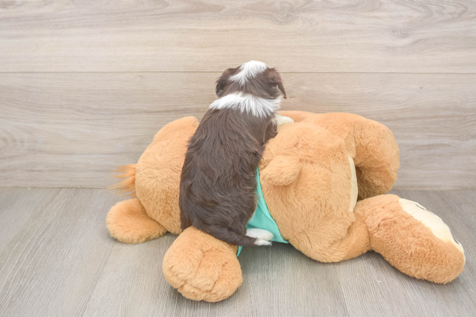 Friendly Mini Aussiedoodle Baby