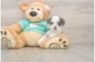 Funny Mini Aussiedoodle Poodle Mix Pup