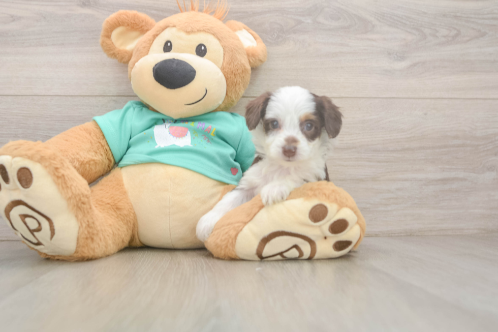Funny Mini Aussiedoodle Poodle Mix Pup