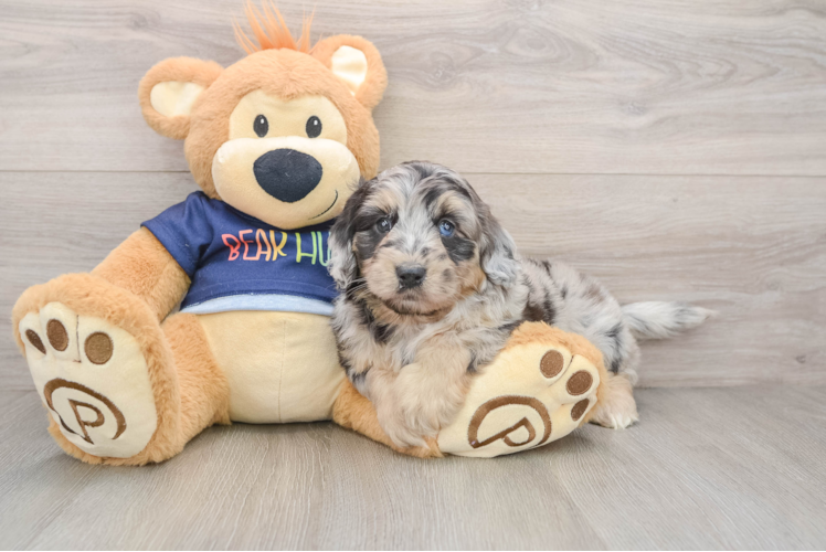 Mini Aussiedoodle Pup Being Cute