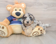 6 week old Mini Aussiedoodle Puppy For Sale - Seaside Pups