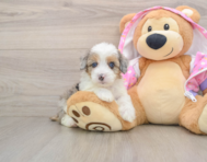8 week old Mini Aussiedoodle Puppy For Sale - Seaside Pups