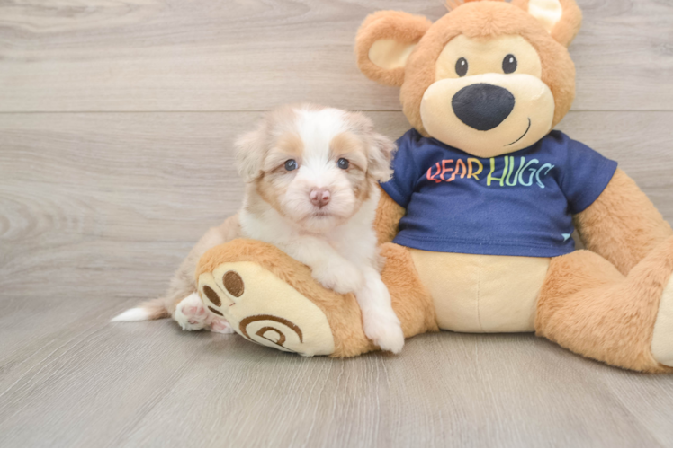 Sweet Mini Aussiedoodle Baby