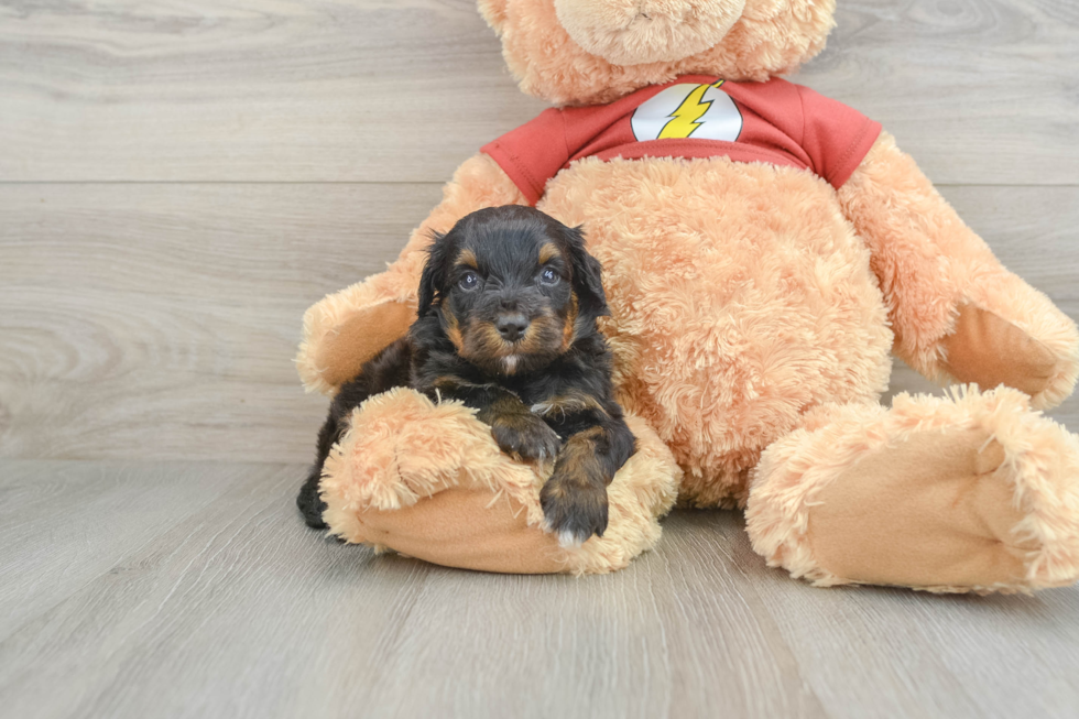 Petite Mini Aussiedoodle Poodle Mix Pup