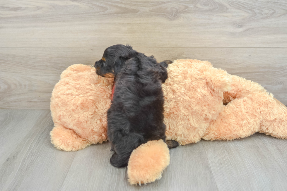 Mini Aussiedoodle Puppy for Adoption