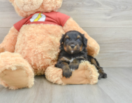 6 week old Mini Aussiedoodle Puppy For Sale - Seaside Pups