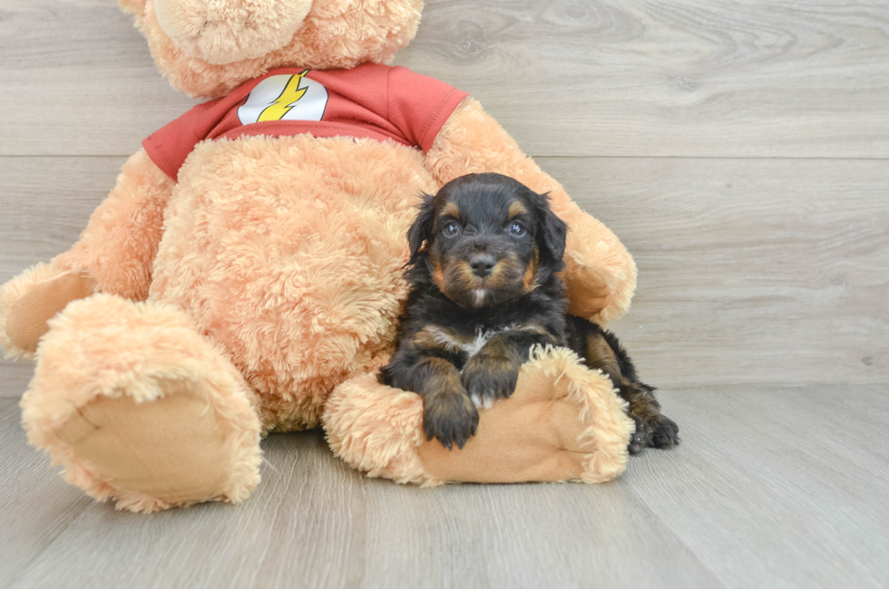 6 week old Mini Aussiedoodle Puppy For Sale - Seaside Pups