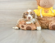 8 week old Mini Aussiedoodle Puppy For Sale - Seaside Pups