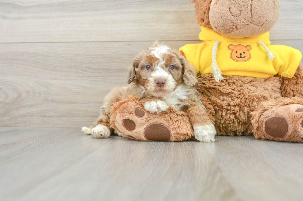 5 week old Mini Aussiedoodle Puppy For Sale - Seaside Pups