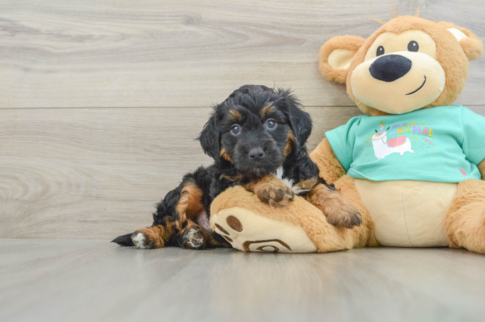 6 week old Mini Aussiedoodle Puppy For Sale - Seaside Pups