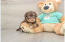 Mini Aussiedoodle Puppy for Adoption