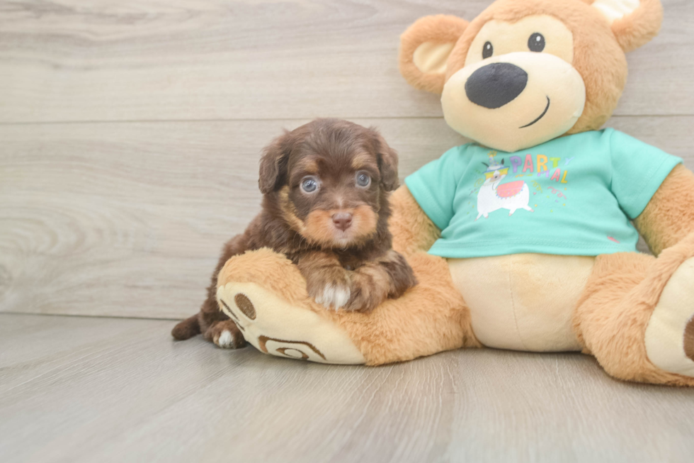 Mini Aussiedoodle Puppy for Adoption