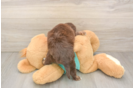 Fluffy Mini Aussiedoodle Poodle Mix Pup