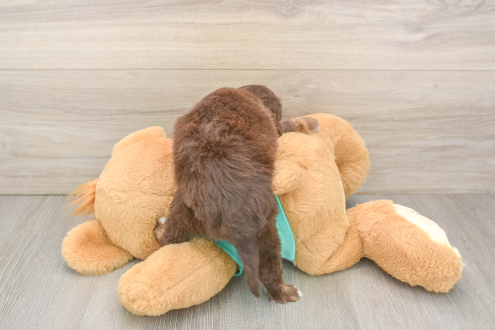 Fluffy Mini Aussiedoodle Poodle Mix Pup