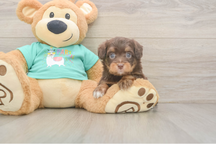Cute Mini Aussiedoodle Baby