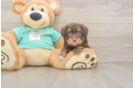 Cute Mini Aussiedoodle Baby