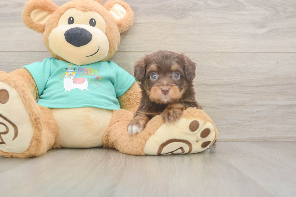 Cute Mini Aussiedoodle Baby