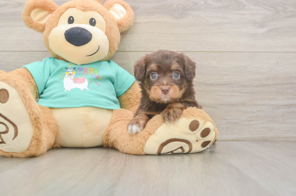 5 week old Mini Aussiedoodle Puppy For Sale - Seaside Pups