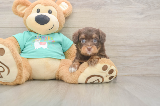 Cute Mini Aussiedoodle Baby