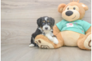 Mini Aussiedoodle Puppy for Adoption
