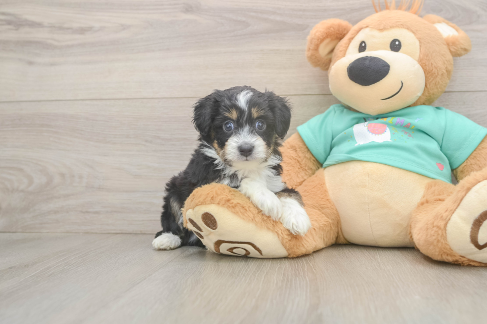 Mini Aussiedoodle Puppy for Adoption