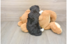 Cute Mini Aussiedoodle Baby