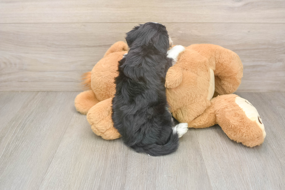 Cute Mini Aussiedoodle Baby
