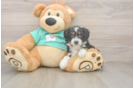 Best Mini Aussiedoodle Baby