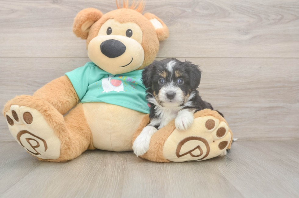5 week old Mini Aussiedoodle Puppy For Sale - Seaside Pups