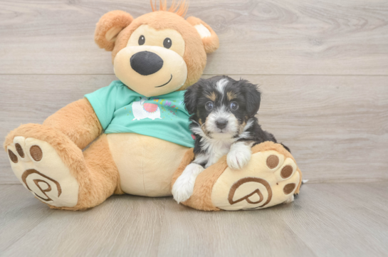 Best Mini Aussiedoodle Baby
