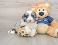 5 week old Mini Aussiedoodle Puppy For Sale - Seaside Pups