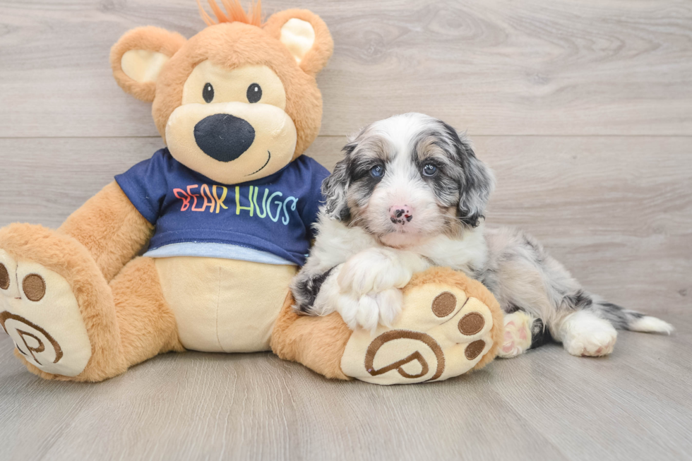 Hypoallergenic Aussiepoo Poodle Mix Puppy
