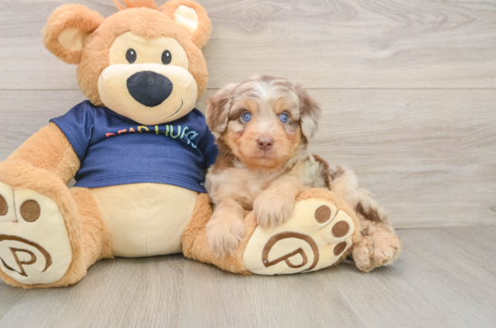 Best Mini Aussiedoodle Baby