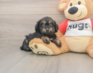8 week old Mini Aussiedoodle Puppy For Sale - Seaside Pups
