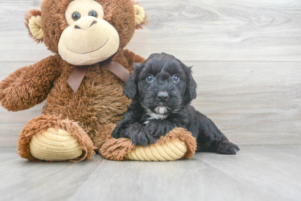 Mini Aussiedoodle Pup Being Cute