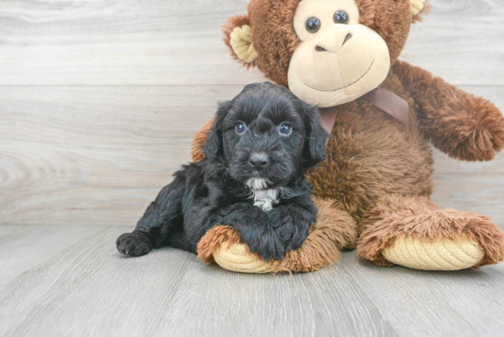 Cute Mini Aussiedoodle Poodle Mix Pup