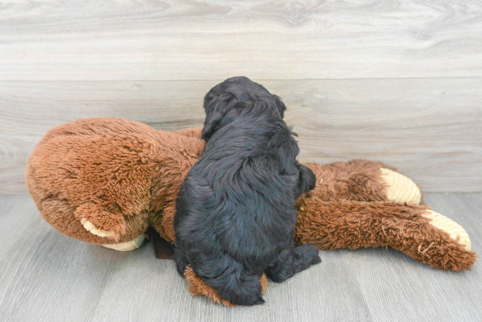 Cute Aussiepoo Poodle Mix Puppy