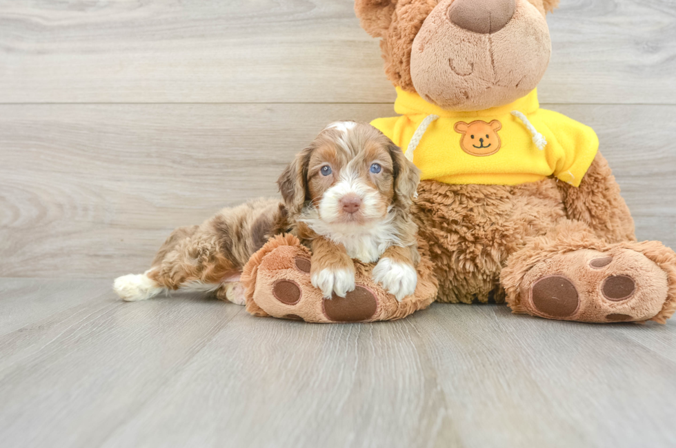 5 week old Mini Aussiedoodle Puppy For Sale - Seaside Pups