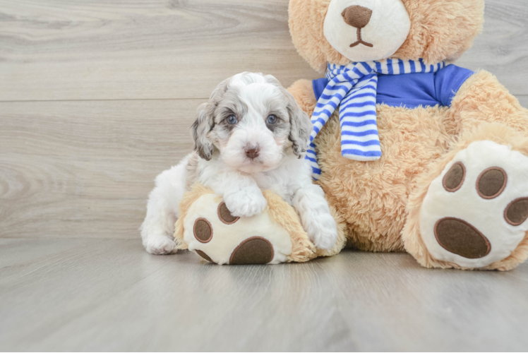 Funny Mini Aussiedoodle Poodle Mix Pup