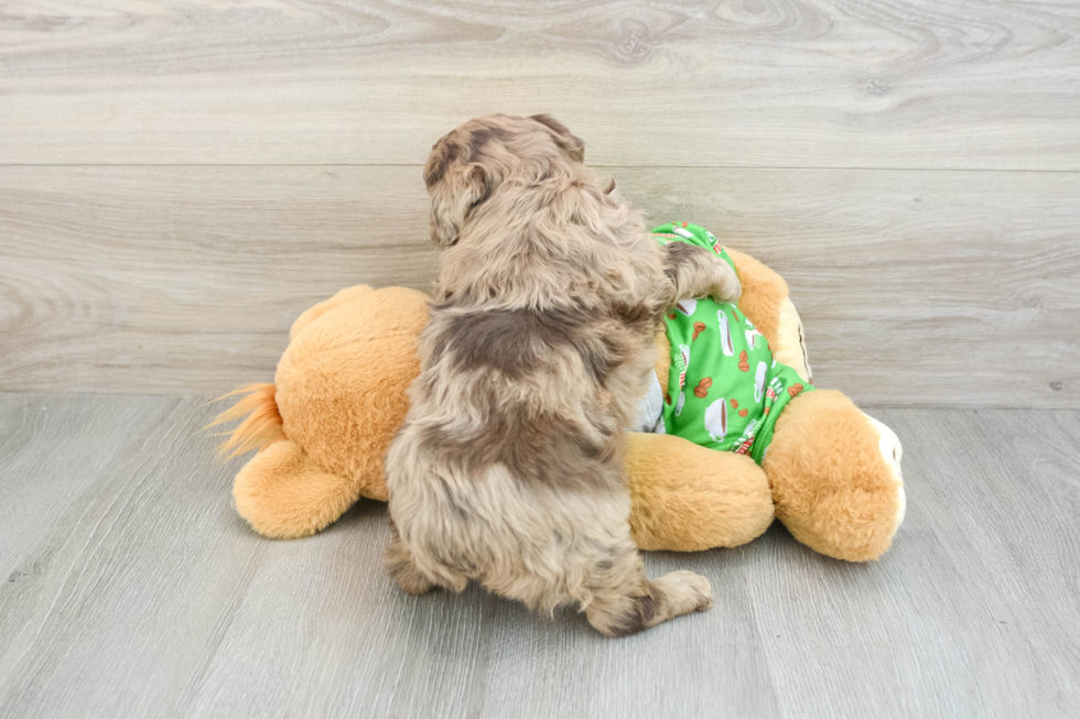 Mini Aussiedoodle Pup Being Cute