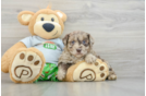 Mini Aussiedoodle Puppy for Adoption