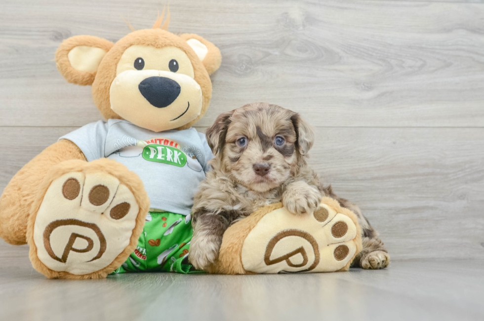 7 week old Mini Aussiedoodle Puppy For Sale - Seaside Pups