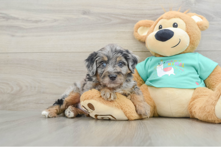 Best Mini Aussiedoodle Baby