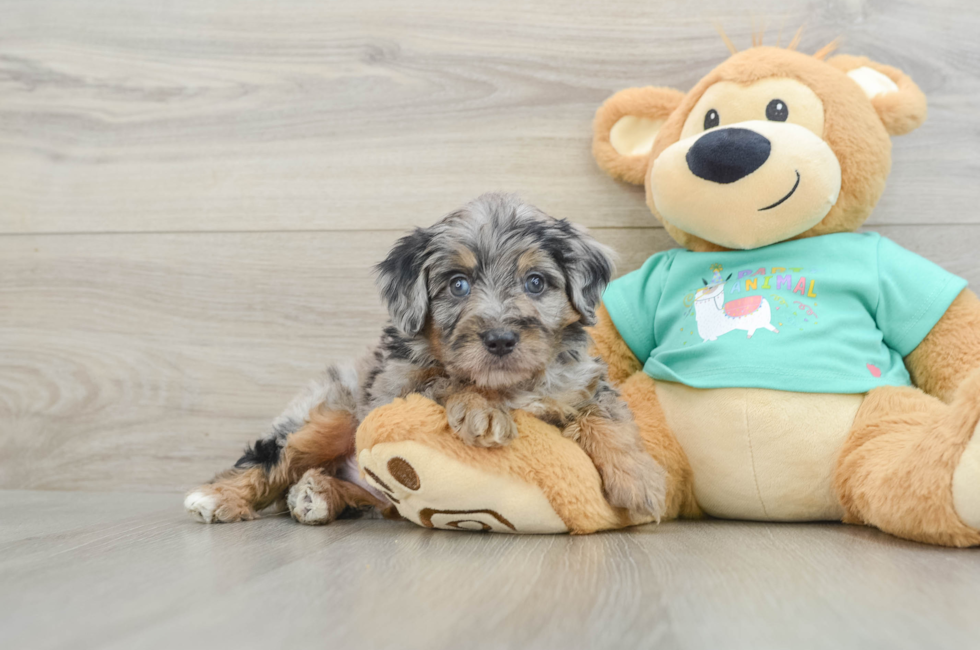 6 week old Mini Aussiedoodle Puppy For Sale - Seaside Pups