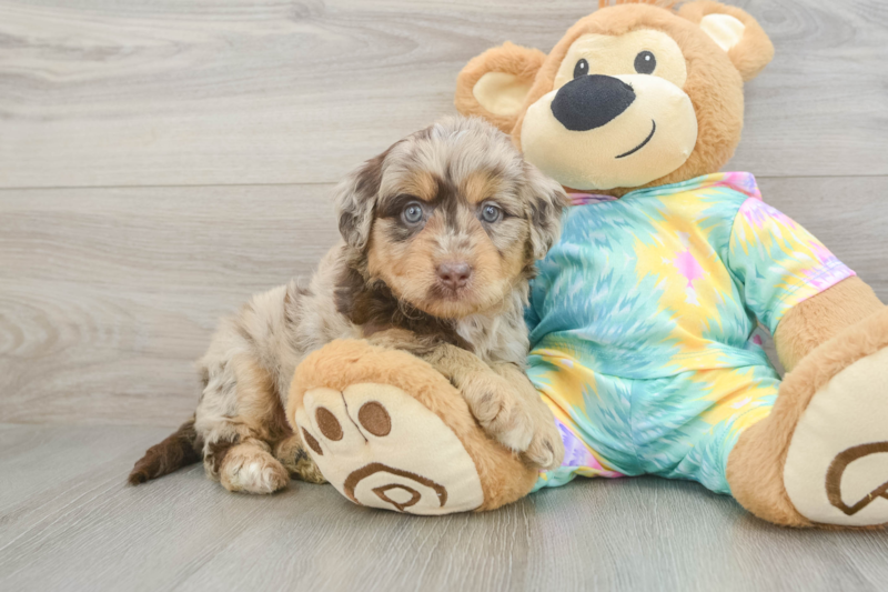 Meet Ashton - our Mini Aussiedoodle Puppy Photo 1/3 - Seaside Pups