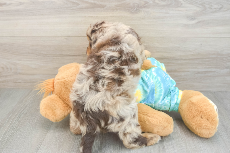 Meet Ashton - our Mini Aussiedoodle Puppy Photo 2/3 - Seaside Pups