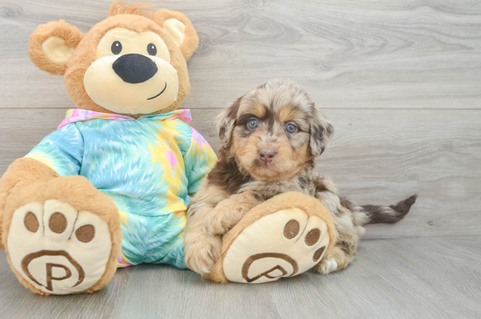 5 week old Mini Aussiedoodle Puppy For Sale - Seaside Pups